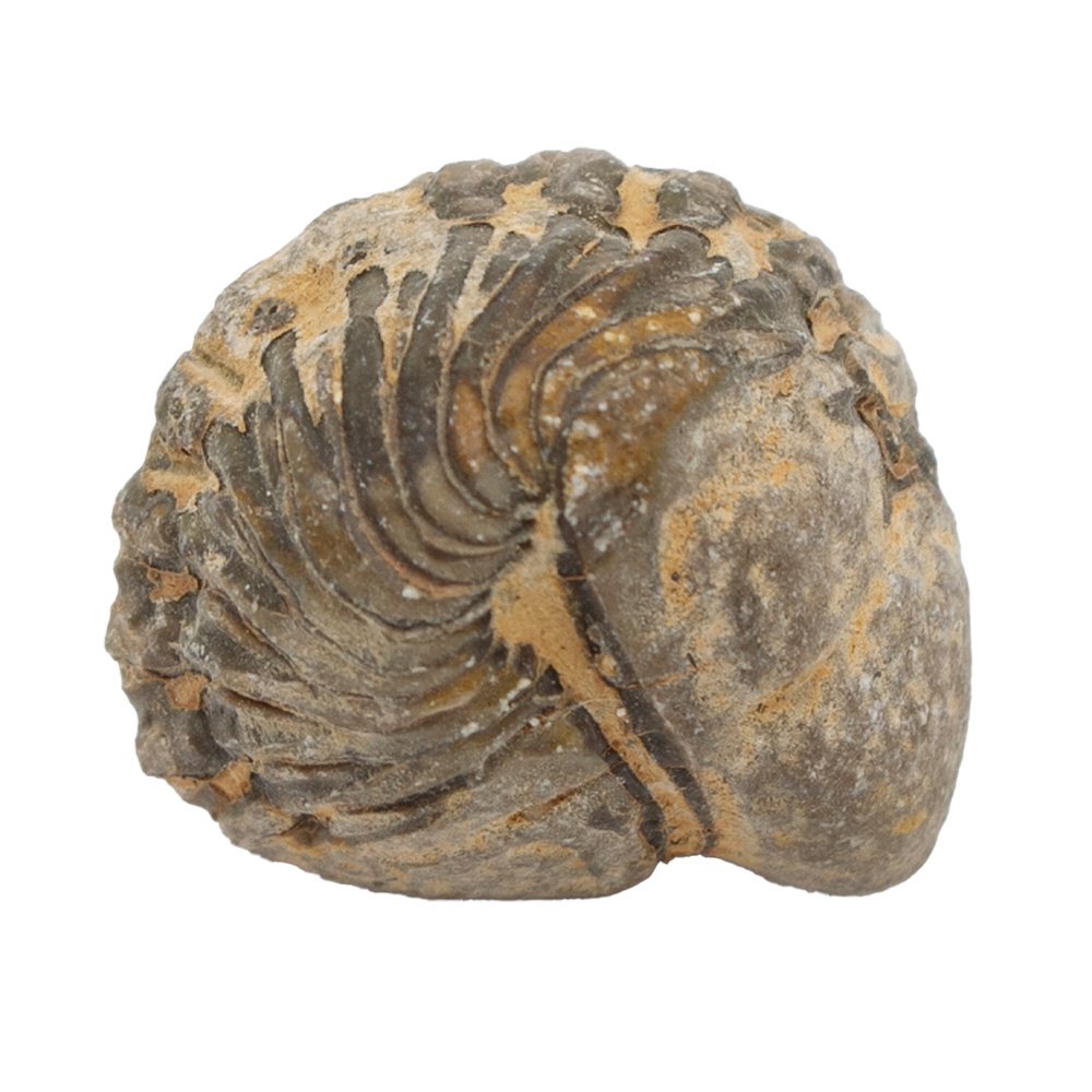 形状お任せ モロッコ産 三葉虫(ファコプス)の化石 S 1個 デボン紀 化石