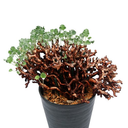 一点物 ペラルゴニウム ミラビレ 未発根 現地株 枯れ枝あり XXLサイズ