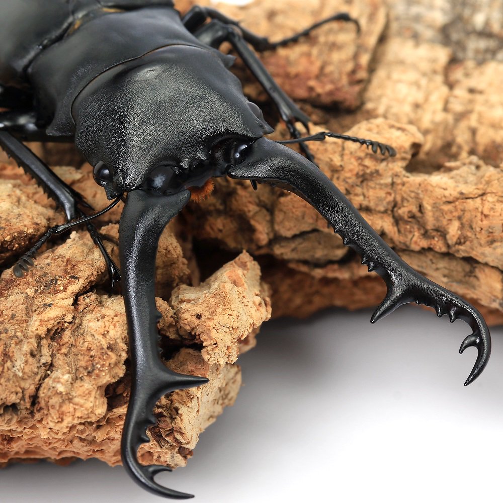 ギラファノコギリクワガタ(亜種ケイスケ)フローレス産 成虫 100~104mm