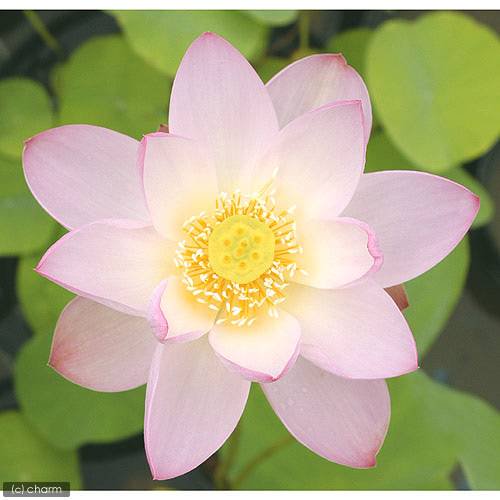 蓮 ハス(桃) 桃一重蓮(モモヒトエハス)一重咲中型品種(1ポット分)(休眠