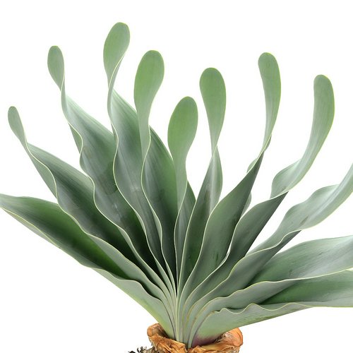 一点物 ブーファン ハエマンソイデス 現地株 7号(1鉢) | チャーム