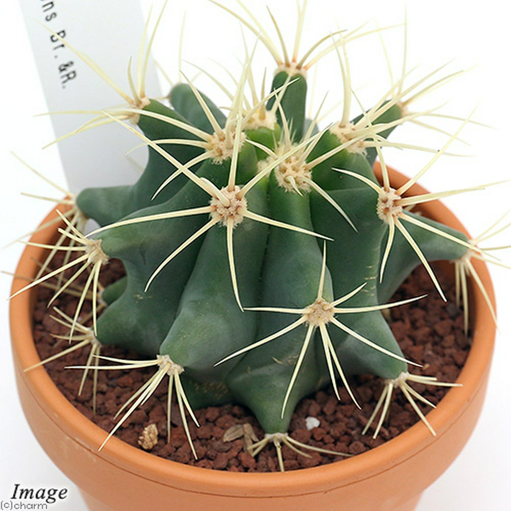 素焼鉢 サボテン フェロカクタス 王冠竜(オウカンリュウ) 3号(1鉢