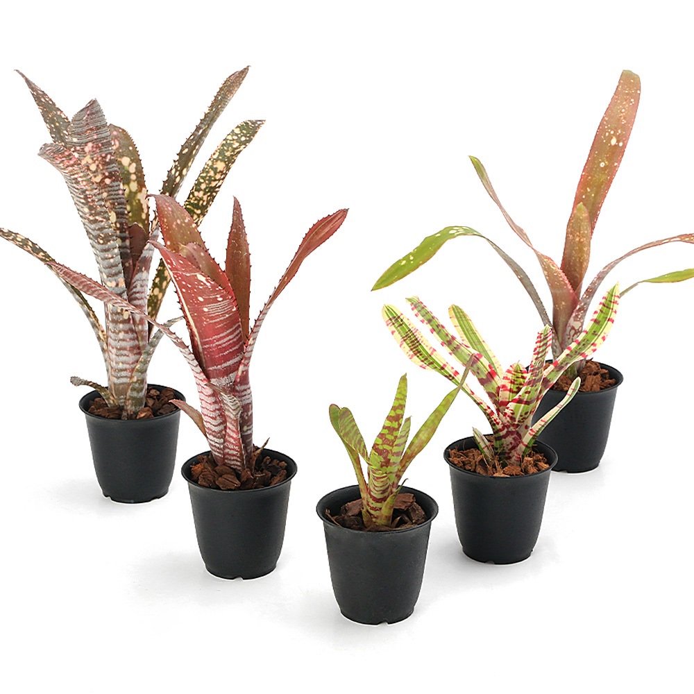 タンクブロメリア | チャーム