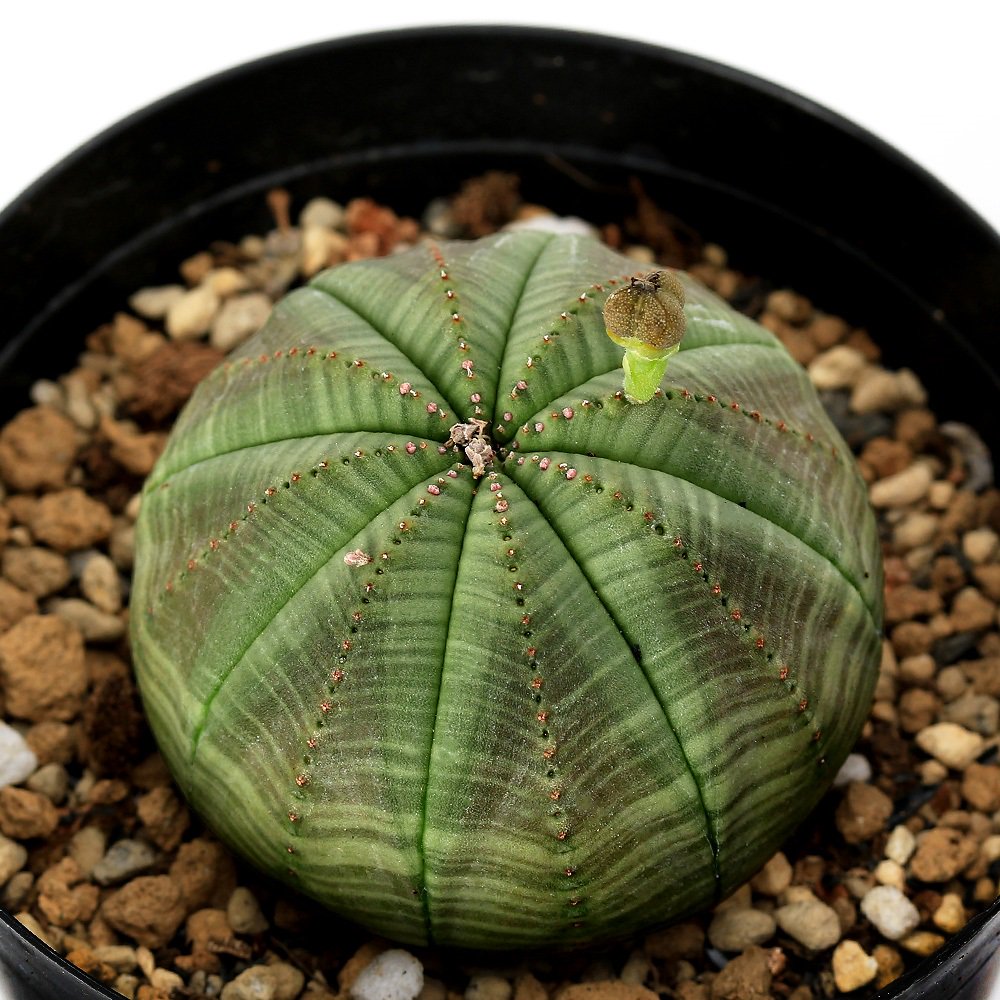 ユーフォルビア オベサ 雌株 2.5~3号(1鉢) | チャーム