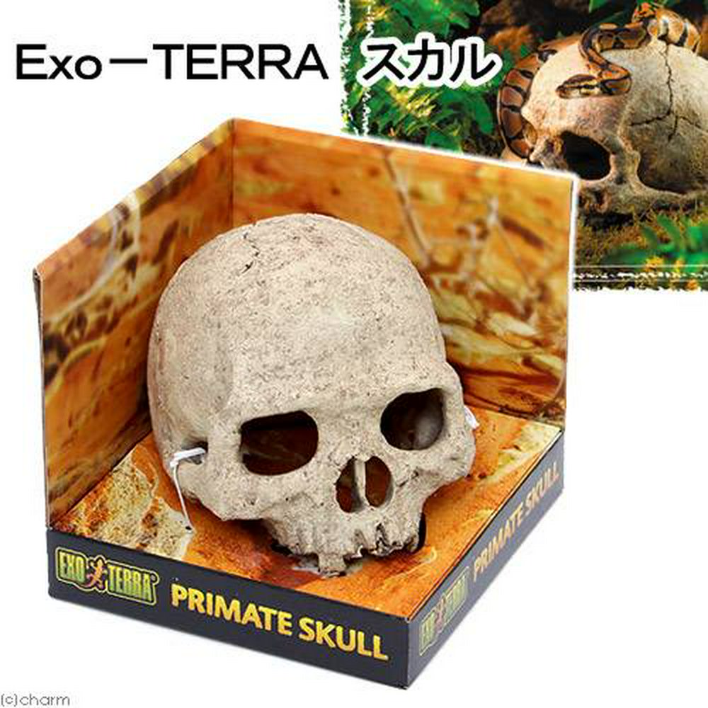 爬虫類 ケージ 飼育 セット 水皿 ヒーター ウェットシェルター バス