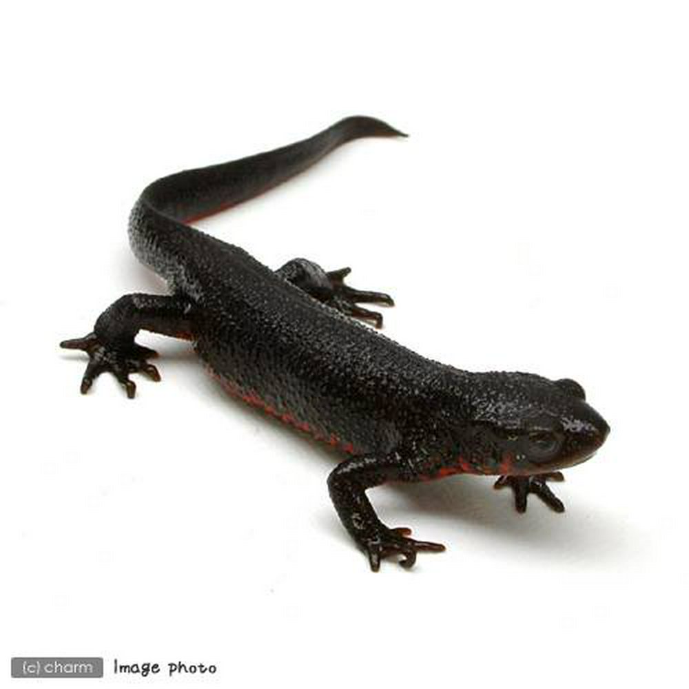 アカハライモリ WC個体(1匹) | チャーム