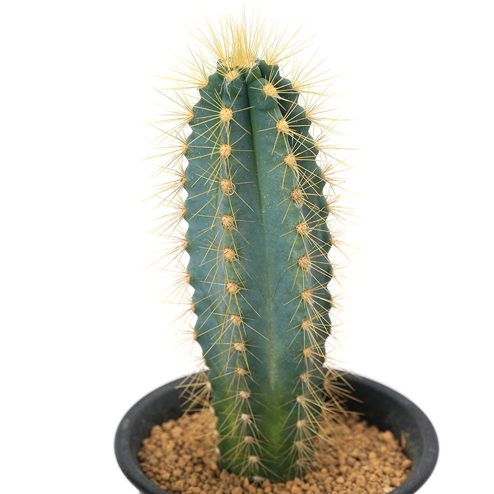 サボテン ピロソケレウス アズレウス 3号(1ポット) | チャーム