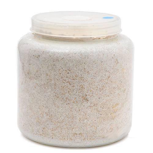 菌糸ビン XL-POT カワラタケ 2300cc 5本 透明ボトル | チャーム