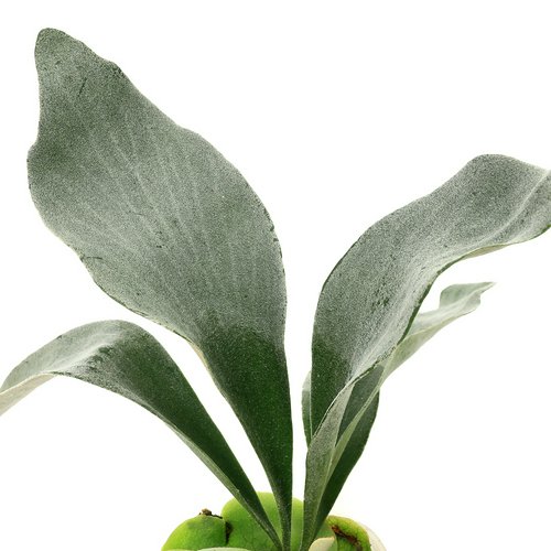 ビカクシダ sp. OMO ホワイトラバー 3号(1ポット) | チャーム