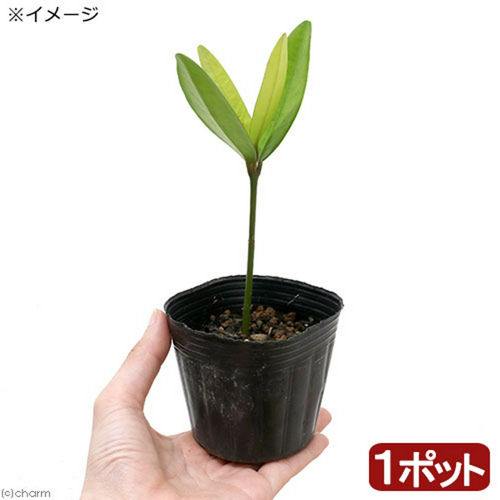 盆栽 フクギ(福木) 3号(1ポット)(休眠状態) | チャーム