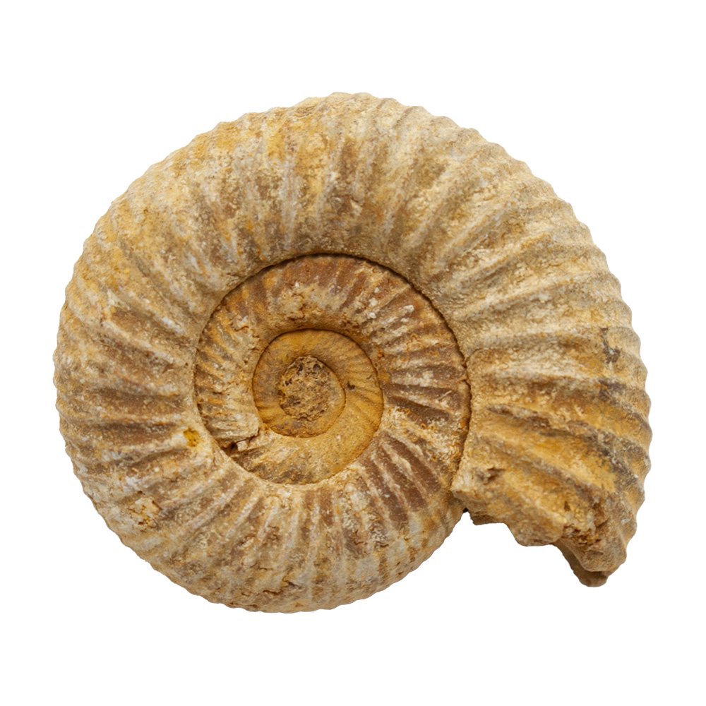 形状お任せ マダガスカル産 アンモナイト 1個 ジュラ紀 化石 | チャーム