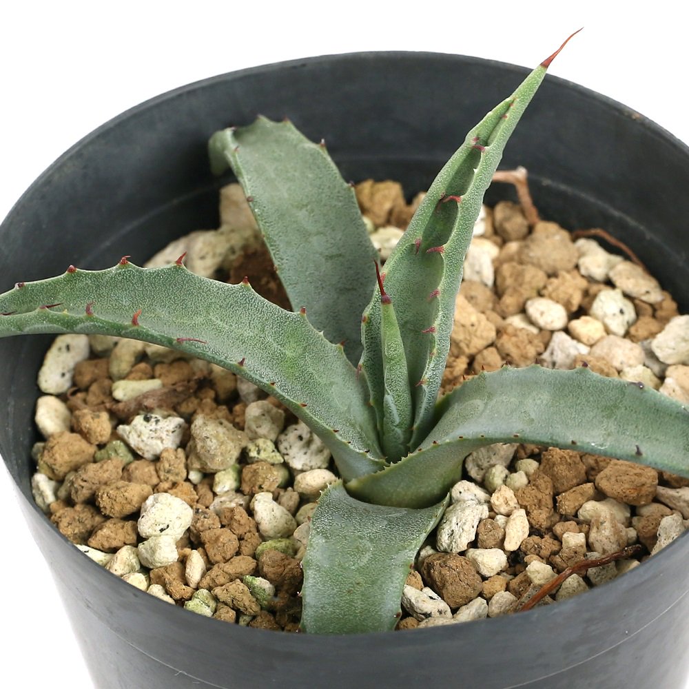 アガベ パリー 3~3.5号(1鉢) | チャーム