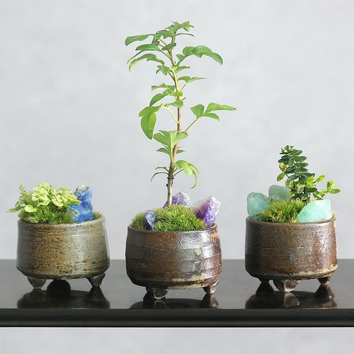 盆栽鉢 桑津香石 絵鉢 大きめ長方形 鳥 松 小品盆栽 盆栽鉢桑津香石絵