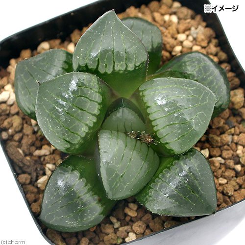 ハオルチア トロピカルナイト 2.5~3号(1鉢) | チャーム