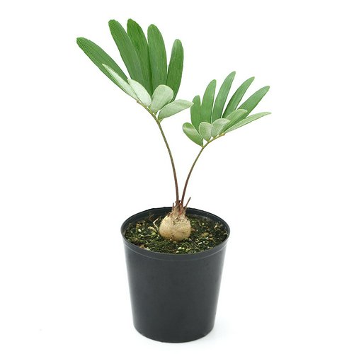 ザミア フロリダーナ 2.5~3号(1鉢) | チャーム