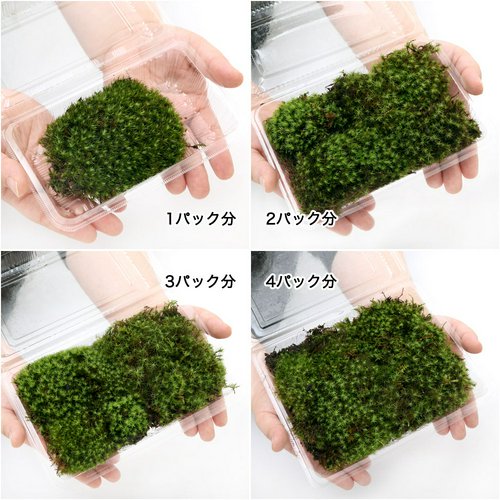 苔 タマゴケ 2パック分 | チャーム