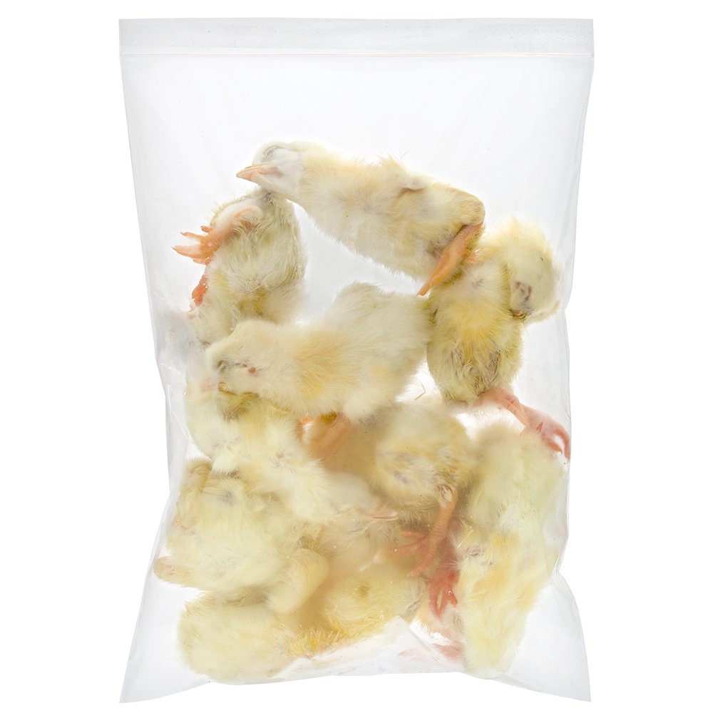 冷凍☆ヒヨコ(10羽) 月夜野ファーム 冷凍ヒヨコ 別途クール手数料