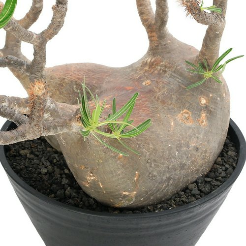 一点物 パキポディウム グラキリス 現地株 発根済み 9号(1鉢)冬期落葉