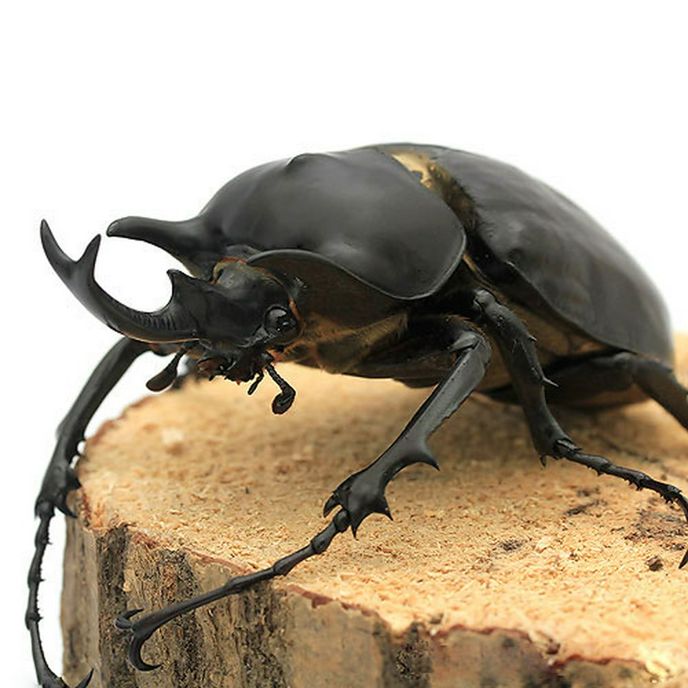 レックスゾウカブトムシ ペルー イキトス産 成虫 93mm(1ペア) | チャーム