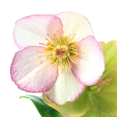 クリスマスローズ 氷の薔薇 ピコティ 5号(1鉢) | チャーム