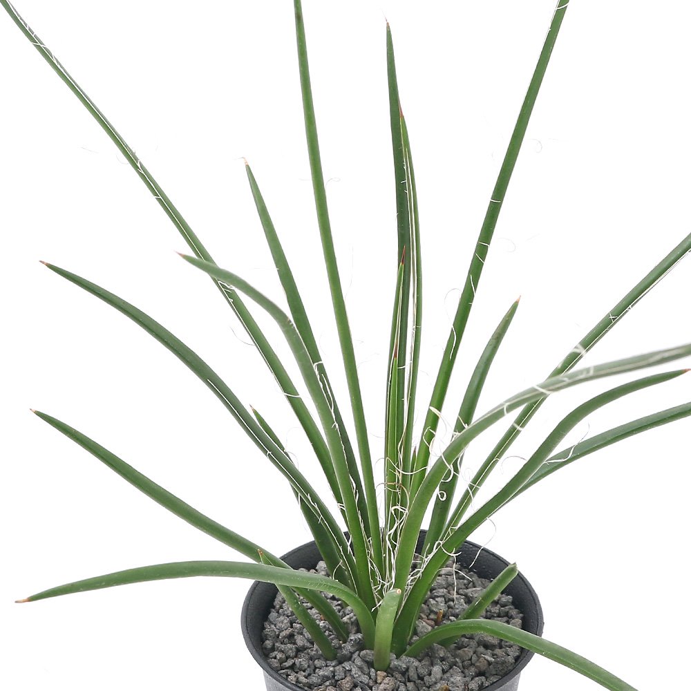 アガベ ジェミニフローラ 2~3号(1鉢) | チャーム