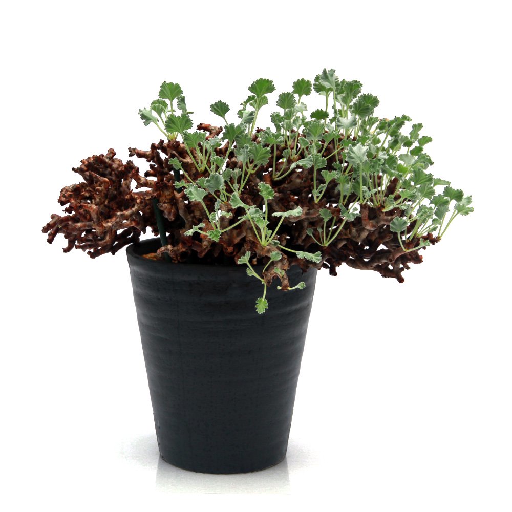 一点物 ペラルゴニウム ミラビレ 未発根 現地株 枯れ枝あり XXLサイズ