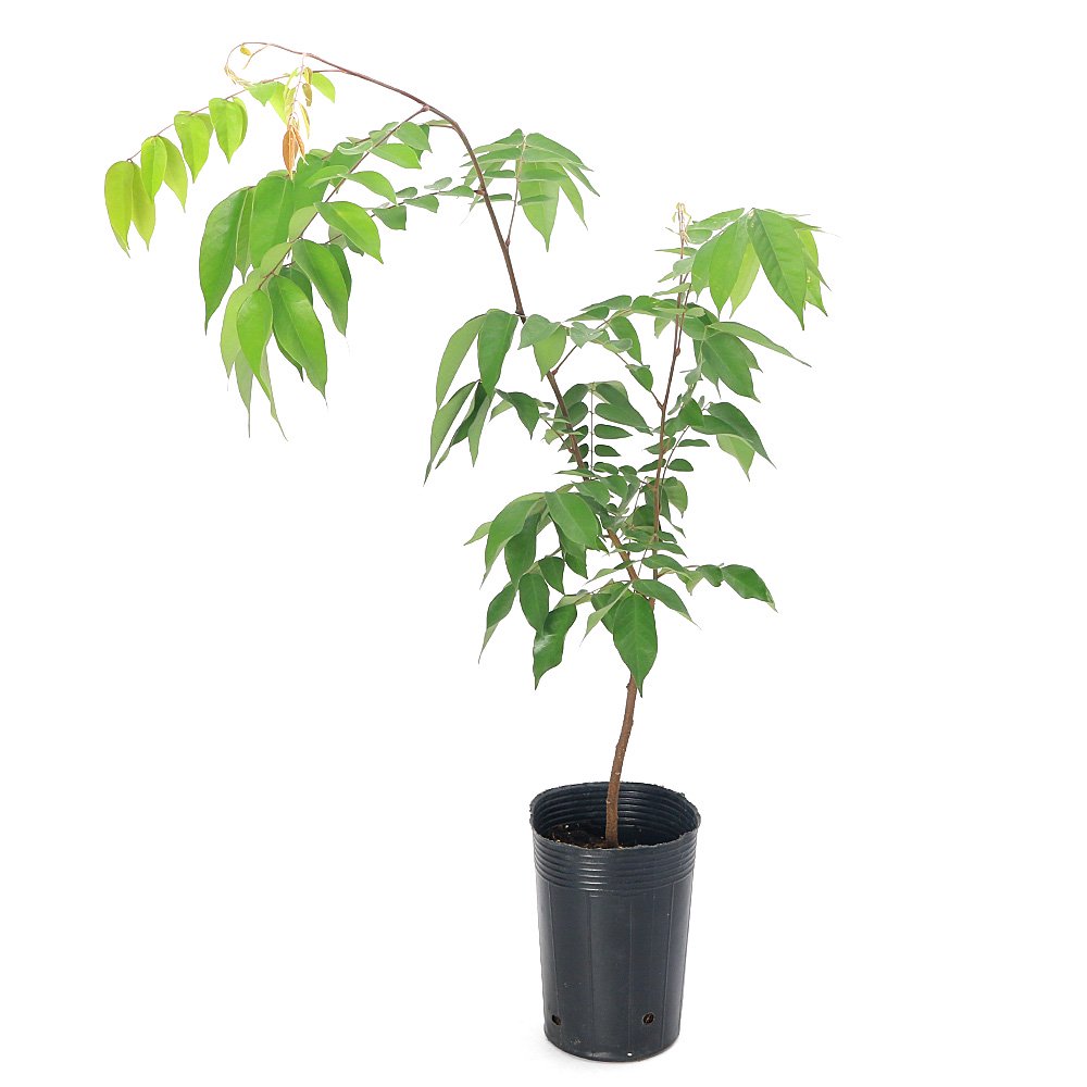 果樹苗 スターフルーツ 4.5号(1ポット) 家庭菜園 果物 フルーツ | チャーム