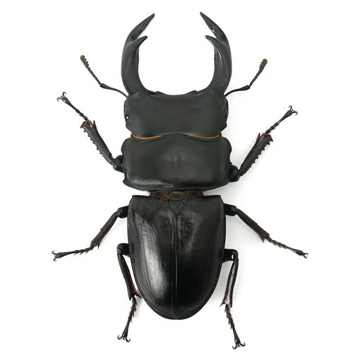 国産オオクワガタ 産地累代数不明 成虫 65~69mm(1ペア) | チャーム