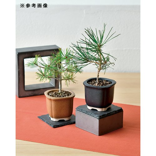 聖新陶芸 The BONSAI 栽培セット 黒松 盆栽 和風 ギフト | チャーム