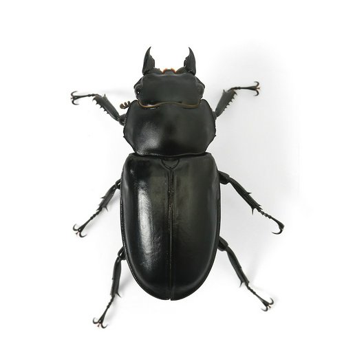 か*が様 ウエストウッドオオシカクワガタとフォルスターフタマタ〔ニシ