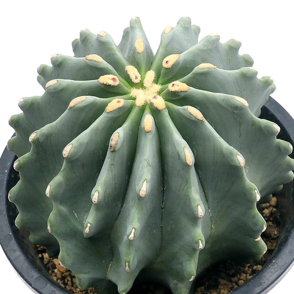 サボテン フェロカクタス 刺無王冠竜(トゲナシオウカンリュウ) 5号(1鉢