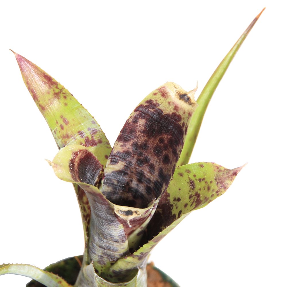 ネオレゲリア パウシフロラ 2~3号(1ポット)タンクブロメリア 原種