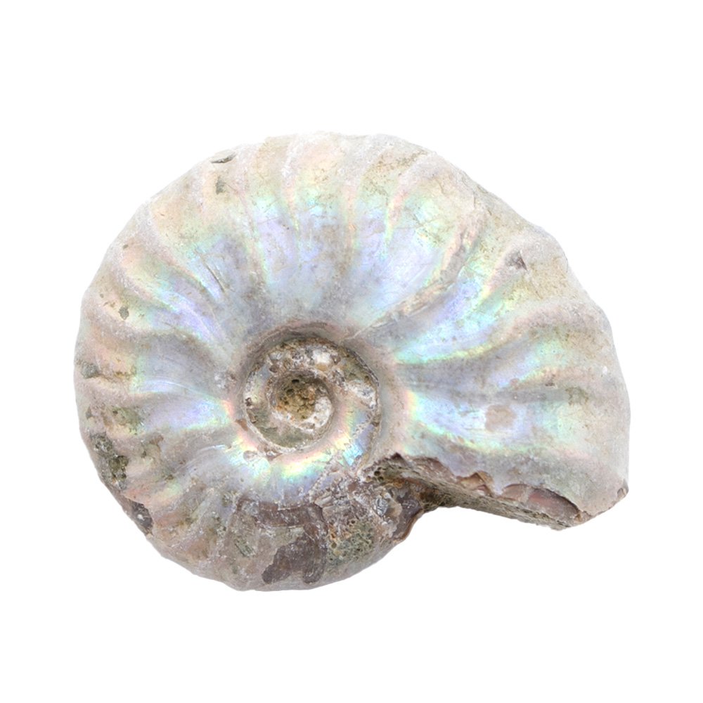 形状お任せ マダガスカル産 虹色アンモナイト S 1個 白亜紀 化石