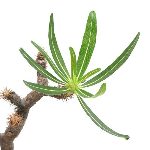 一点物 パキポディウム グラキリス 現地株 発根済み 9号(1鉢)冬期落葉