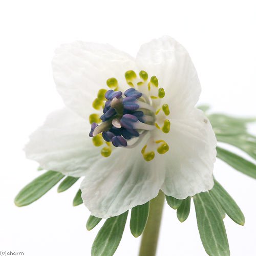 セツブンソウ(節分草)2.5号(3ポットセット)(休眠状態) | チャーム