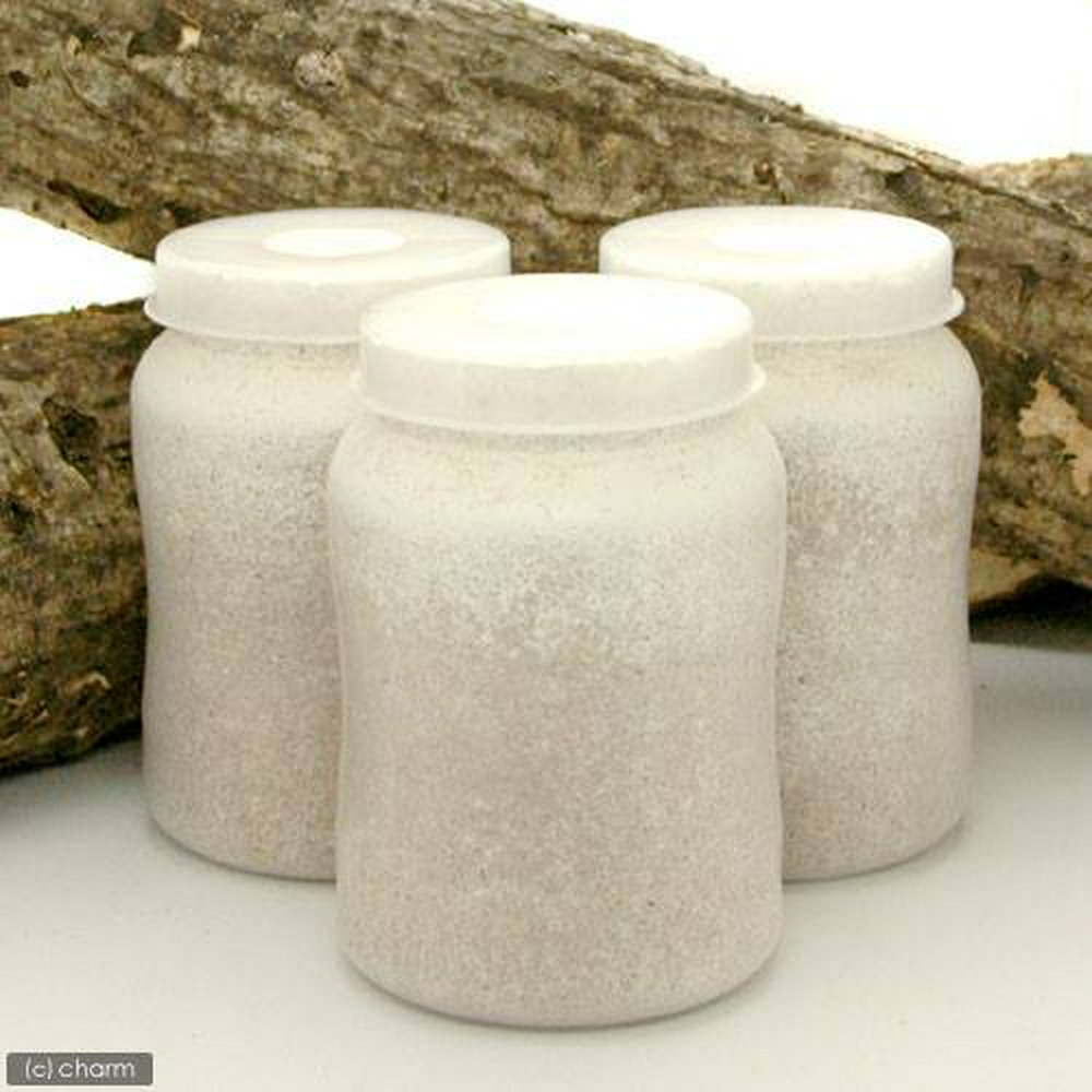 菌糸ビン XL-POT ヒラタケ 800cc 5本 | チャーム