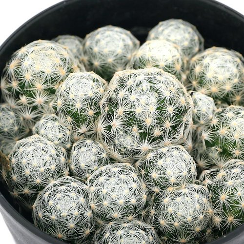 サボテン マミラリア 姫春星 群生株 2.5~3号(1鉢) | チャーム