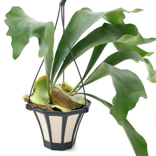 コウモリラン ビカクシダ 吊り鉢タイプ 5号(1鉢) | チャーム