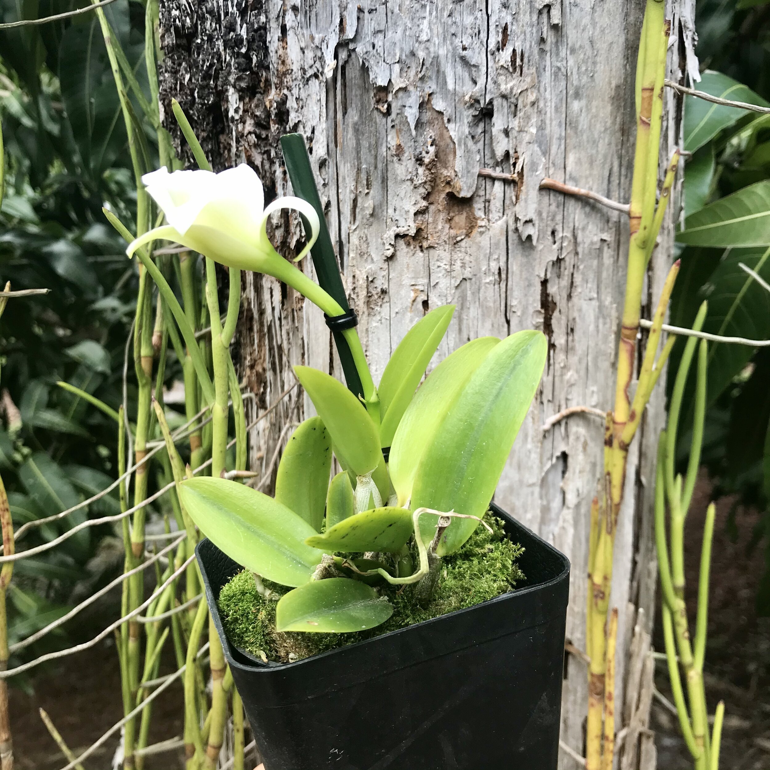 Laelia praestans alba — Palmer Orchids