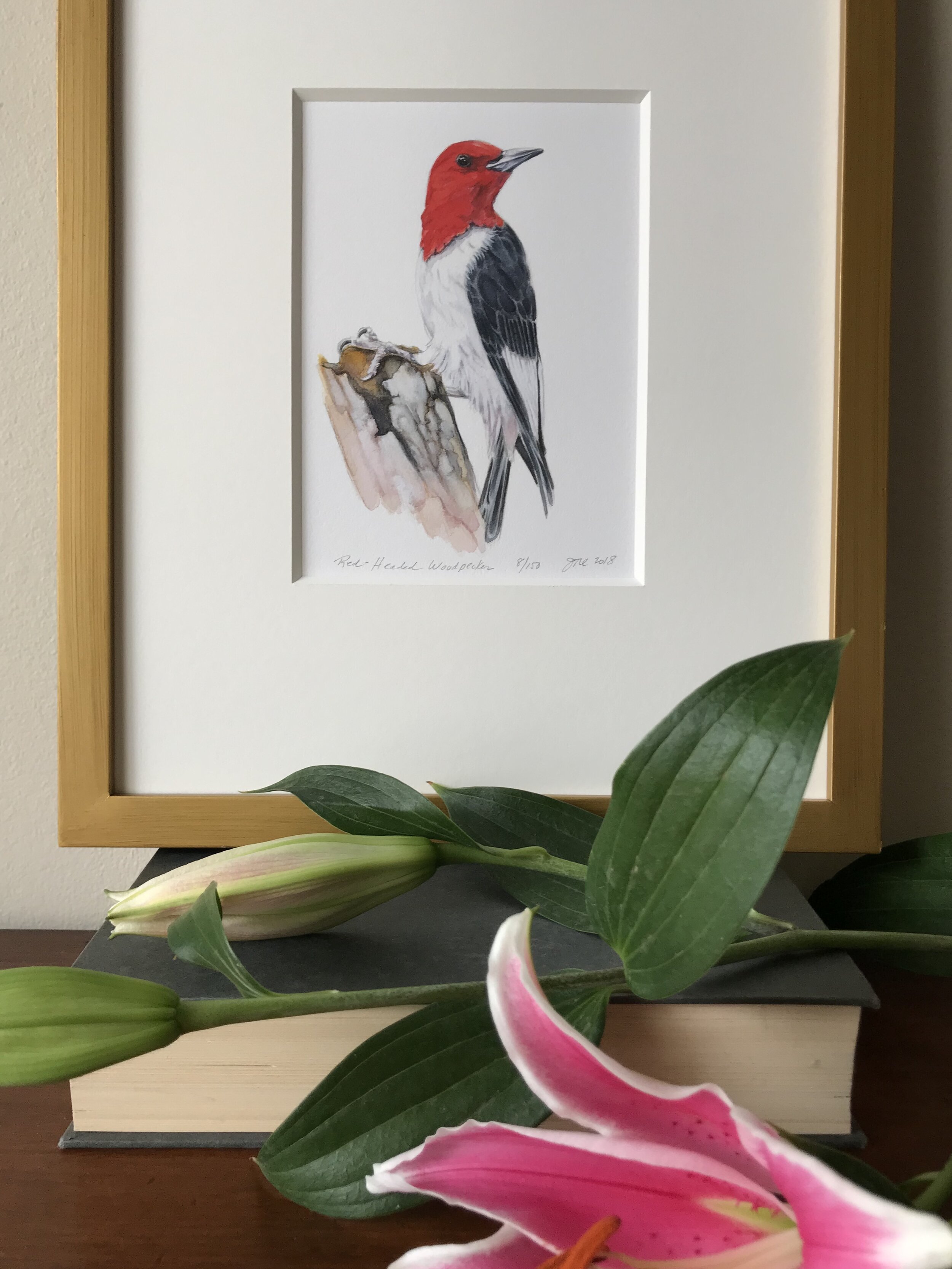 Red-Headed Woodpecker LIMITED EDITION PRINT 5x7