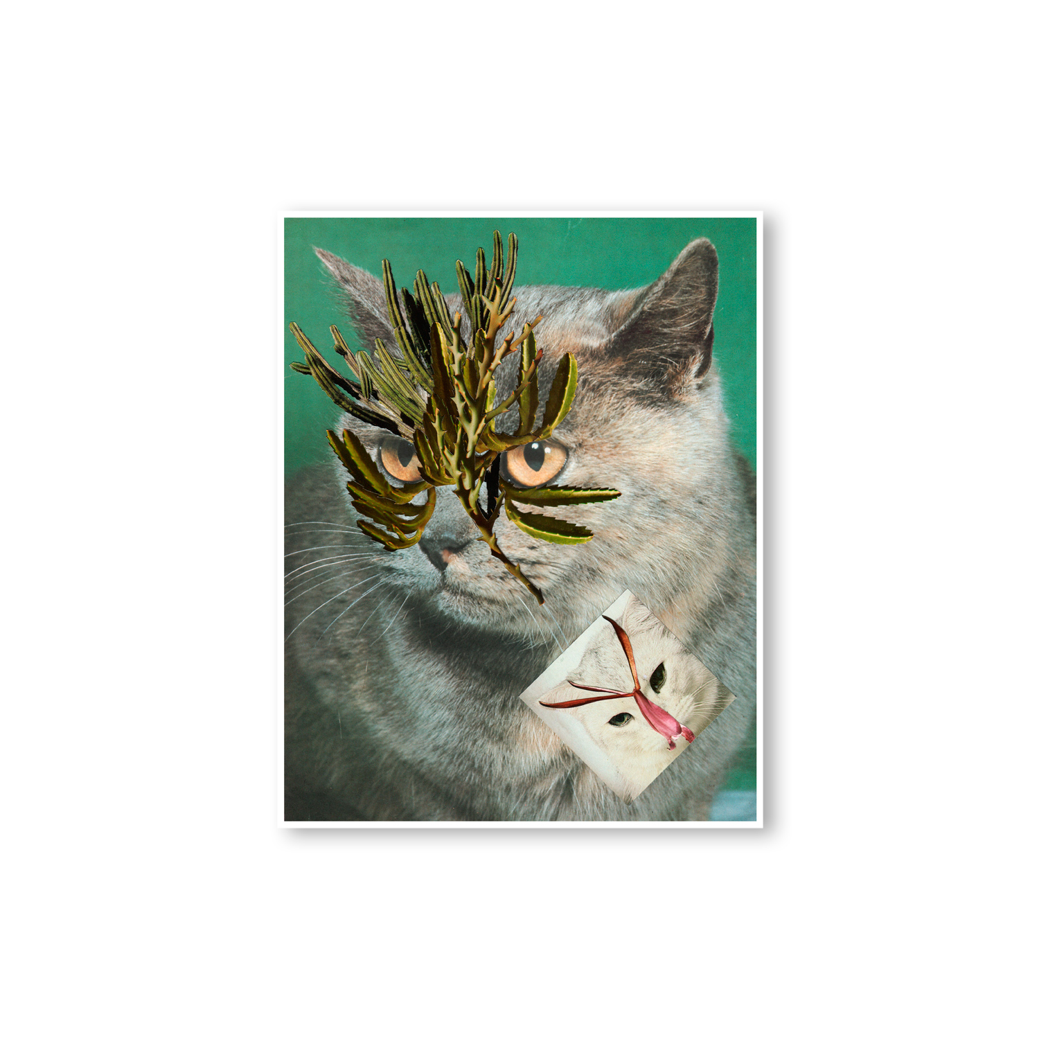 Cats & Plants — Stephen Eichhorn