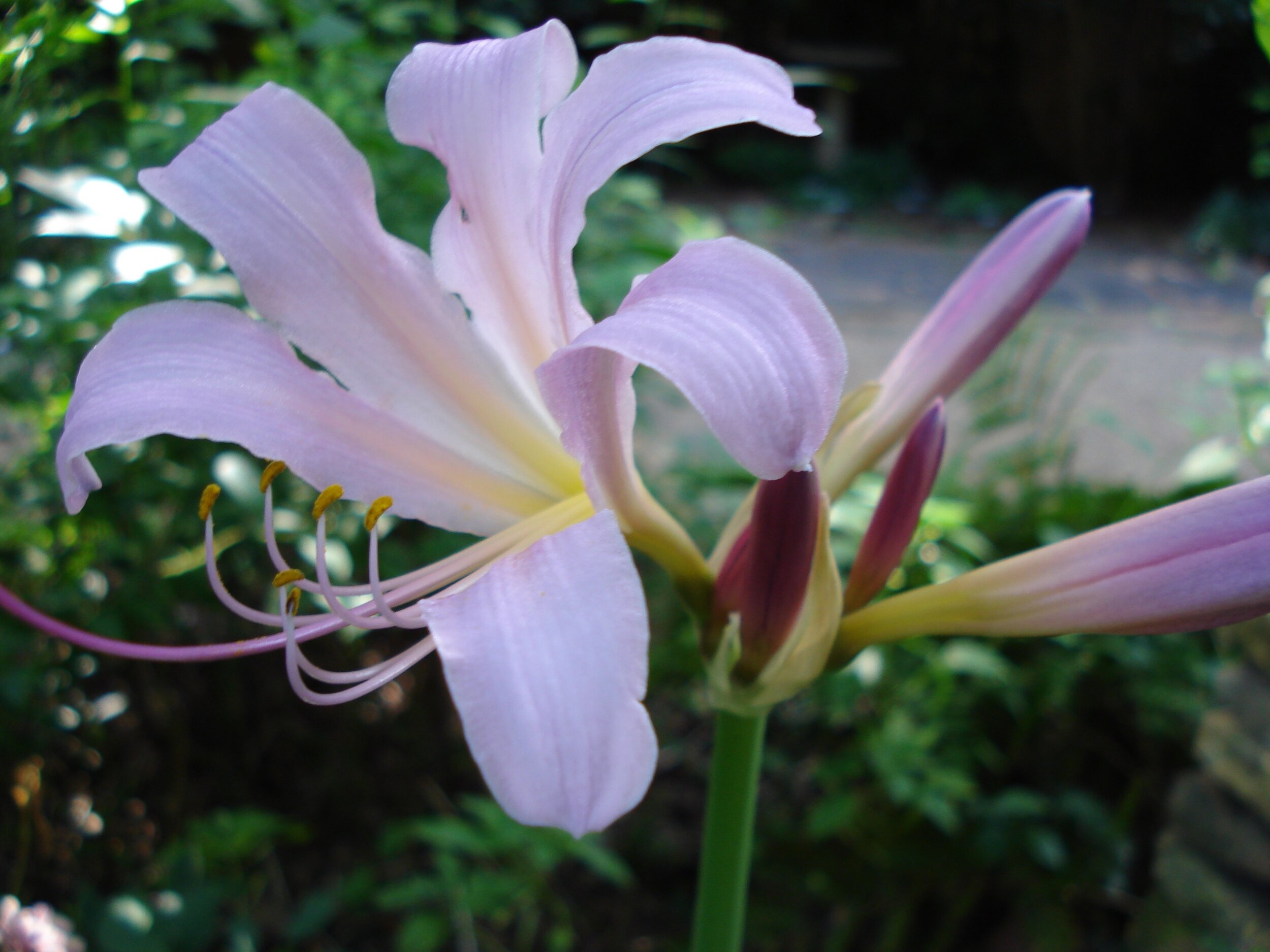 Lovely Lycoris, the Bewitching Bulbs, part 1 — Wing Haven