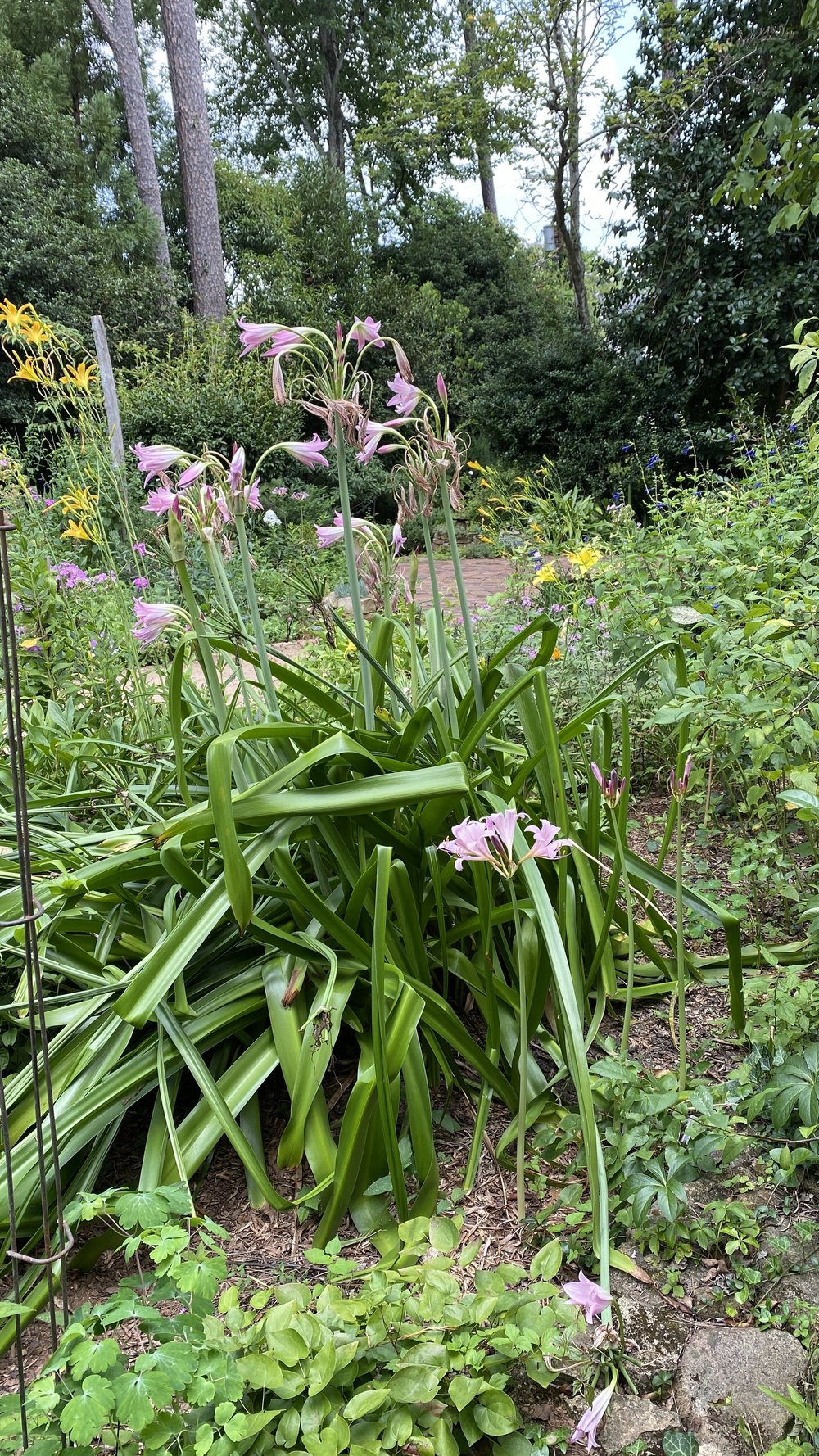 Lovely Lycoris, the Bewitching Bulbs, part 1 — Wing Haven