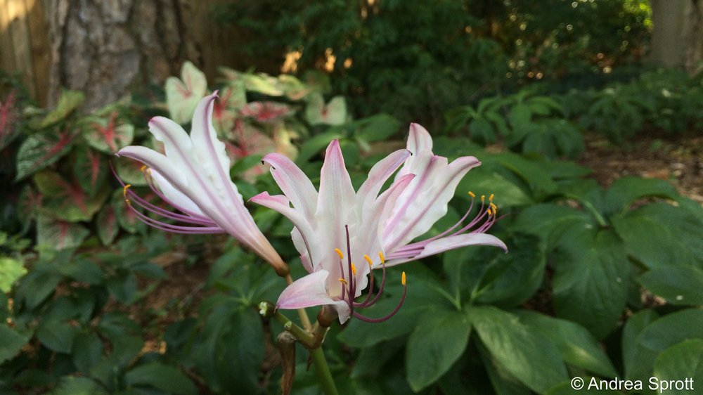 Lovely Lycoris, the Bewitching Bulbs, part 1 — Wing Haven