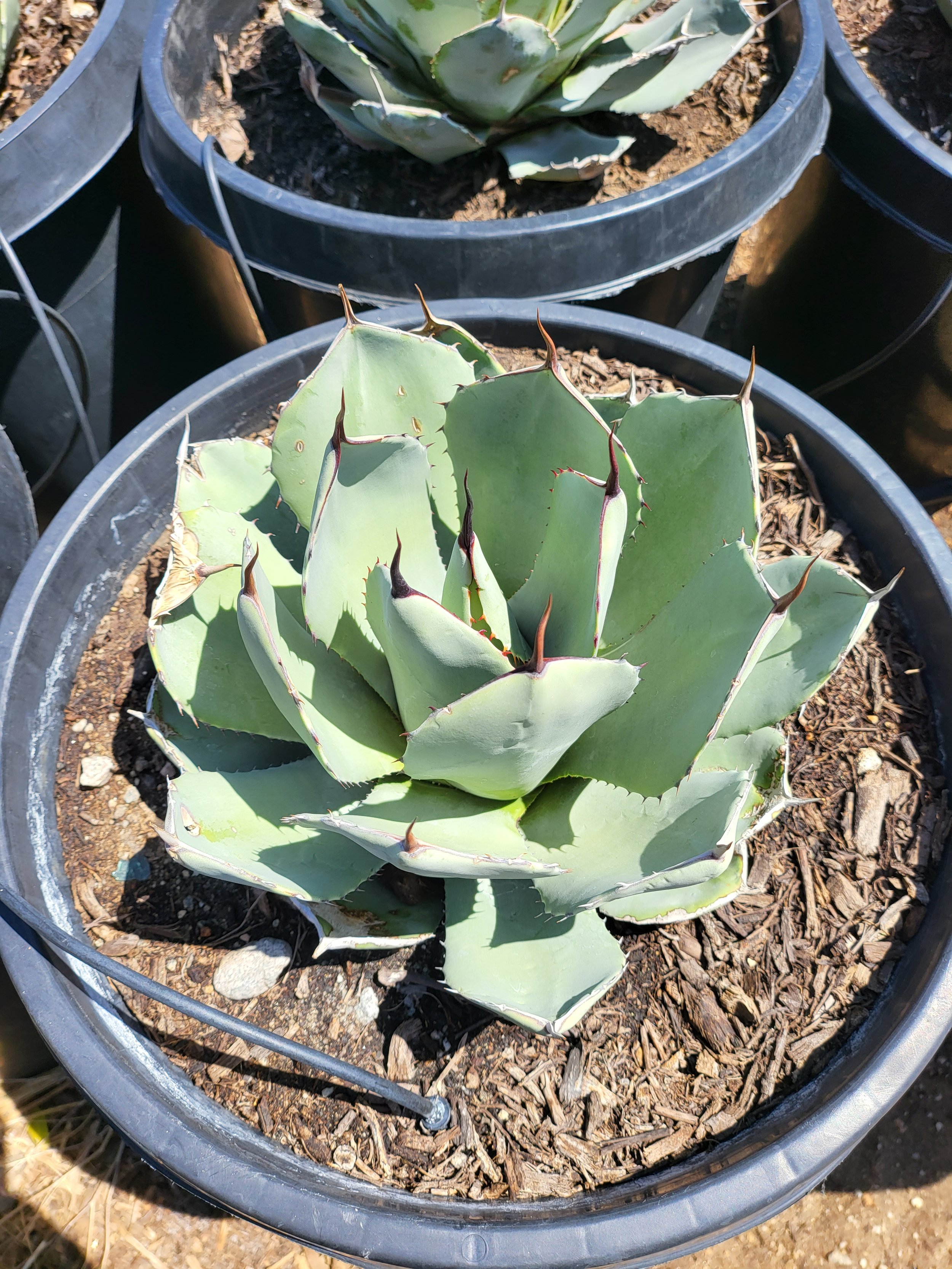 アガベ パリー トランカータ 実生 大株 アガベ パリー トランカータ