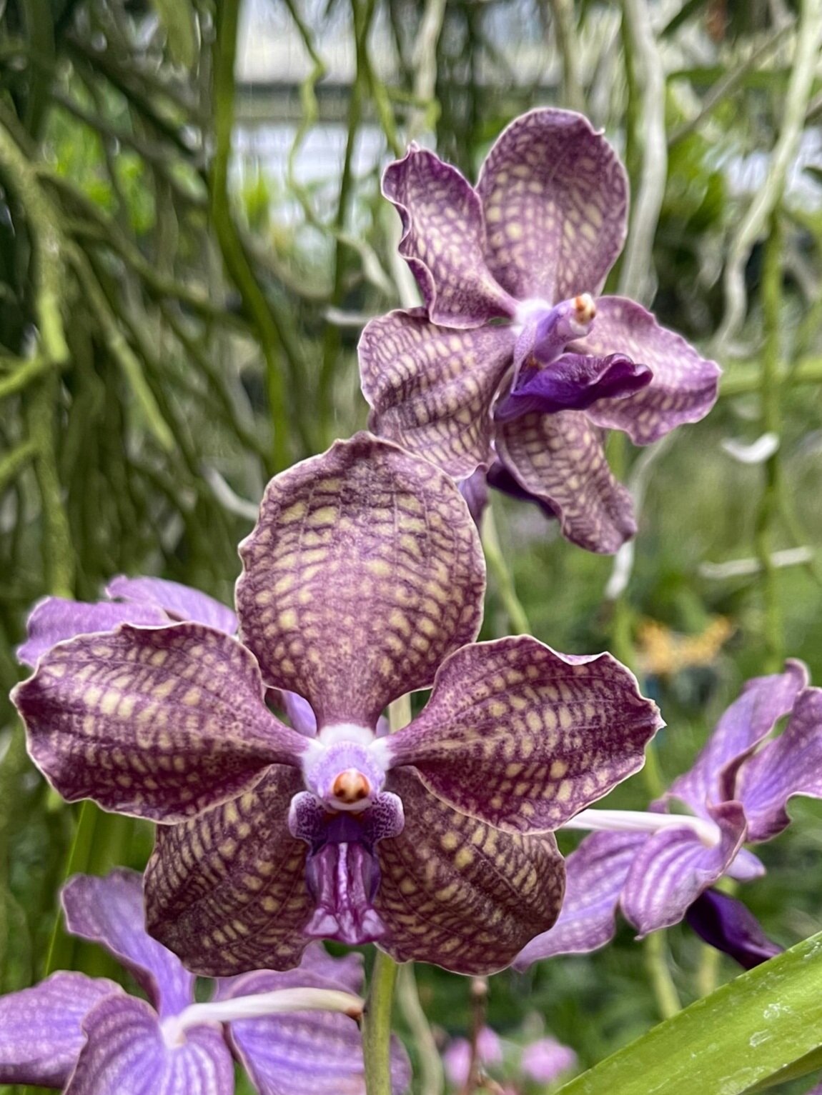 Pda. (Vanda) Motes Purple Haze (J7) — Motes Orchids
