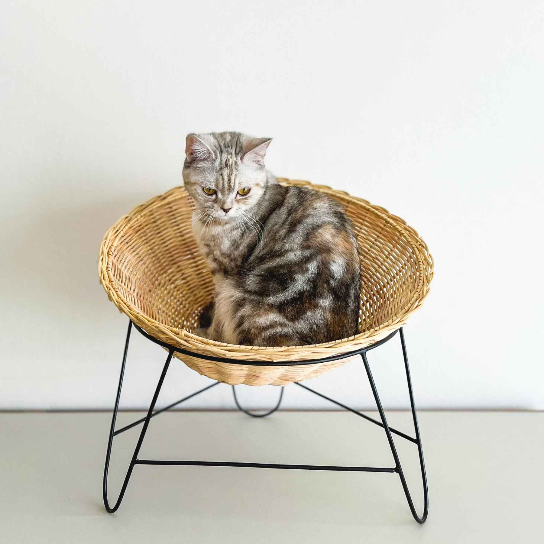 月と猫ステンドグラス背景アクリル表札＊4辺45度斜めカット＊