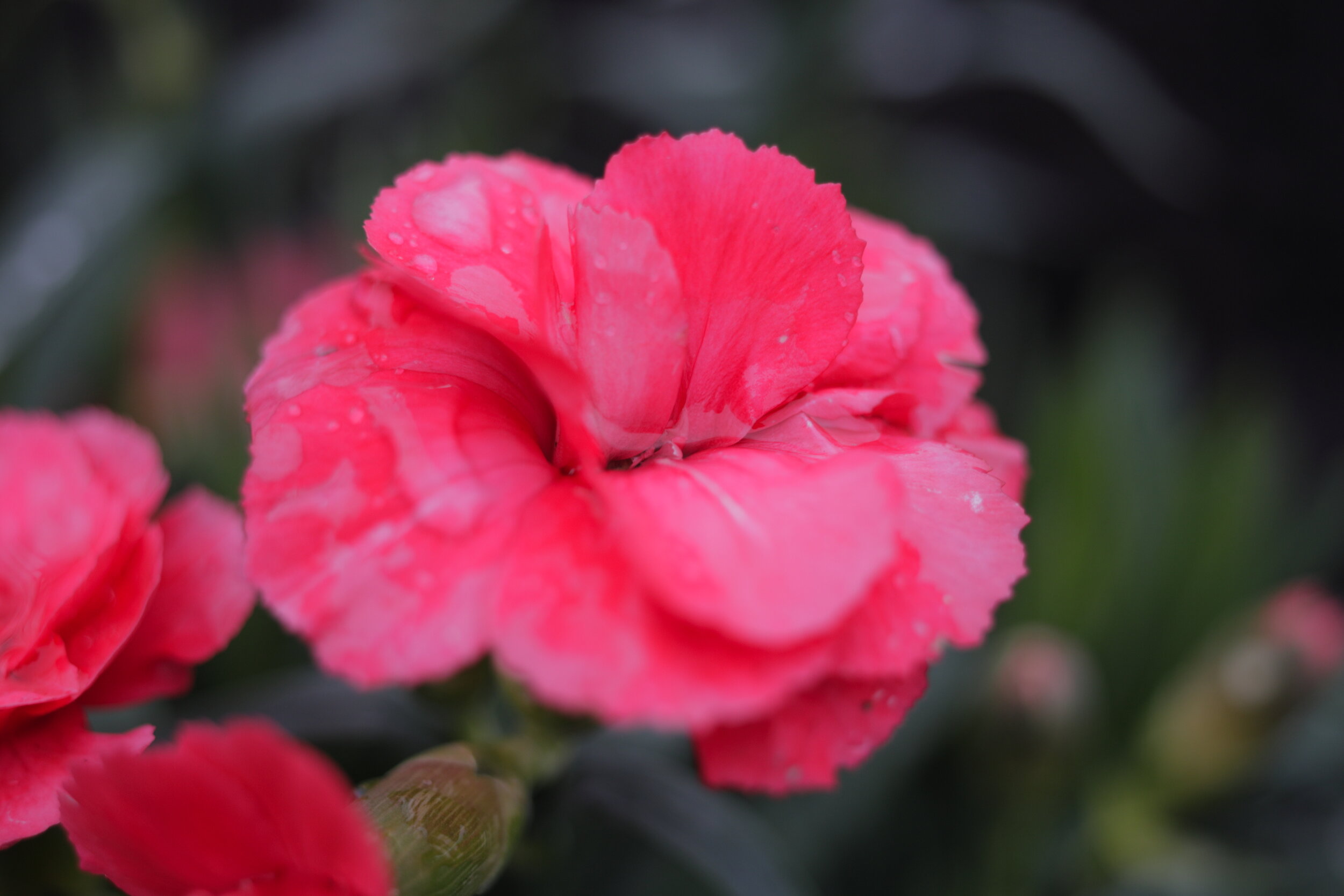 Canon FD 50mm F3.5 Macro — Chase Hagen - Cinematographer