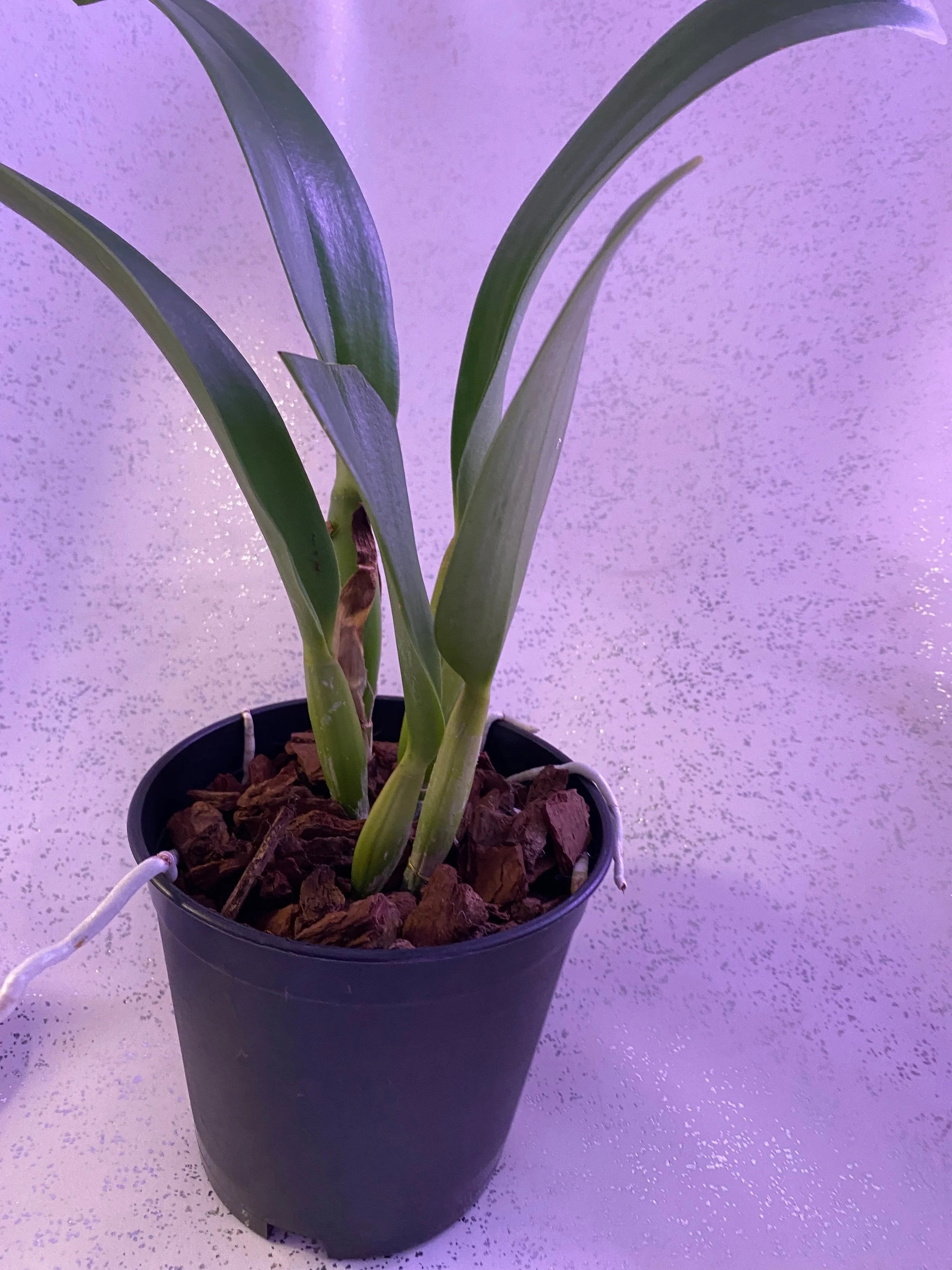 Rlc. Harue Watanabe Volcano Queen