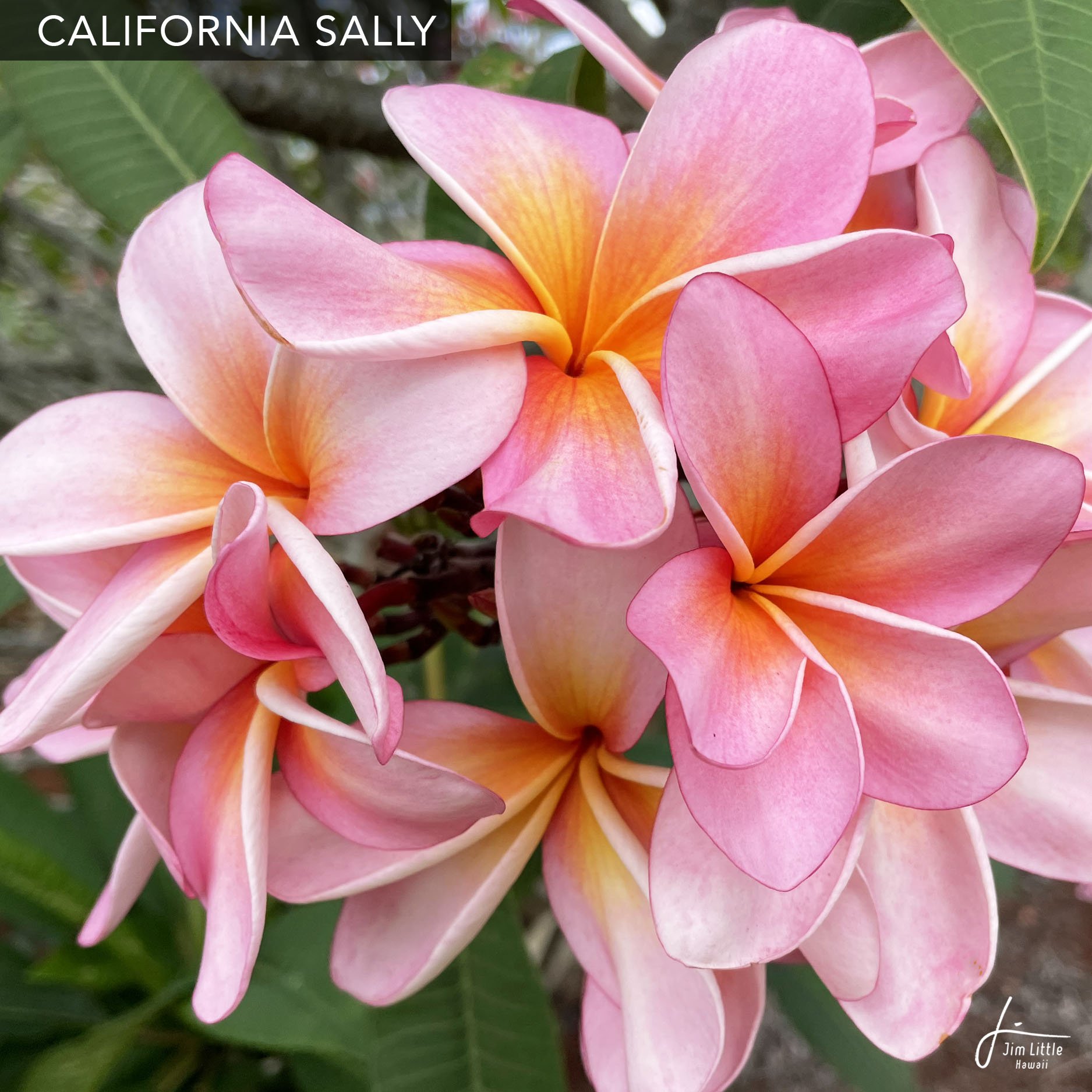 Named Cultivars — Jim Little Plumeria JAPAN
